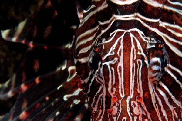 Underwater lionfish photograph